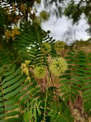 Enterolobium timbouva