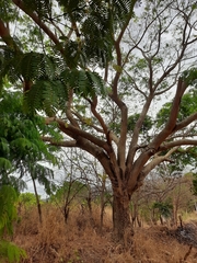 Enterolobium timbouva