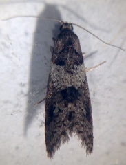 Lepidoscia heliochares