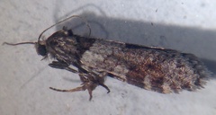 Lepidoscia heliochares