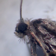 Lepidoscia heliochares