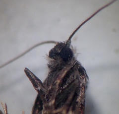 Lepidoscia heliochares