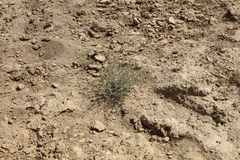 Jamesbrittenia canescens