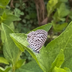 Leptotes pirithous
