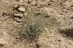 Jamesbrittenia canescens