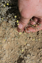 Jamesbrittenia canescens