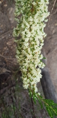 Erica leucanthera