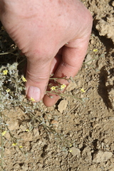 Jamesbrittenia canescens