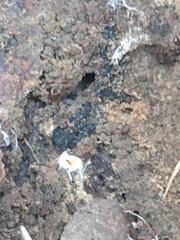 Myrmecophilus pergandei