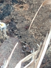 Myrmecophilus pergandei