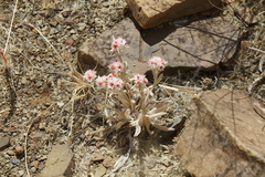 Helichrysum candolleanum
