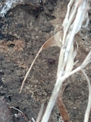 Myrmecophilus pergandei