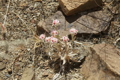Helichrysum candolleanum