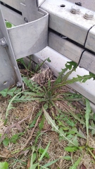 Taraxacum officinale