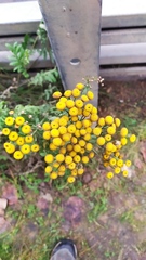 Tanacetum vulgare
