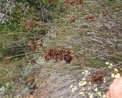 Thamnochortus erectus