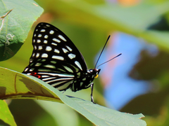 Hestina assimilis formosana