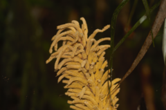 Astrocaryum paramaca