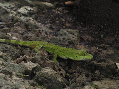 Anolis fraseri