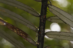 Astrocaryum paramaca