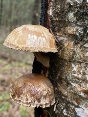 Pholiota heteroclita