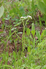 Antennaria corymbosa