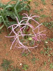 Crinum buphanoides