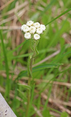 Antennaria corymbosa