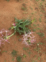 Crinum buphanoides