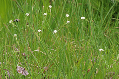 Antennaria corymbosa