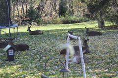Odocoileus virginianus