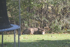 Odocoileus virginianus