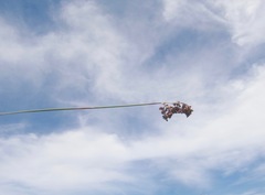 Thamnochortus erectus