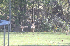 Odocoileus virginianus