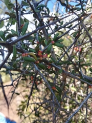 Castela erecta