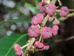 Glochidion acuminatum