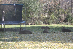 Odocoileus virginianus