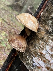 Pholiota heteroclita