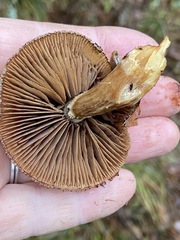 Pholiota heteroclita
