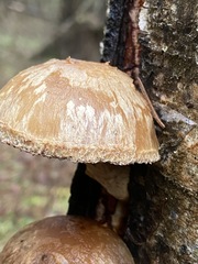 Pholiota heteroclita