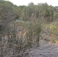 Thamnochortus erectus