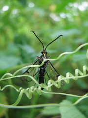 Synanthedon
