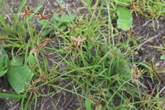 Cyperus rubicundus