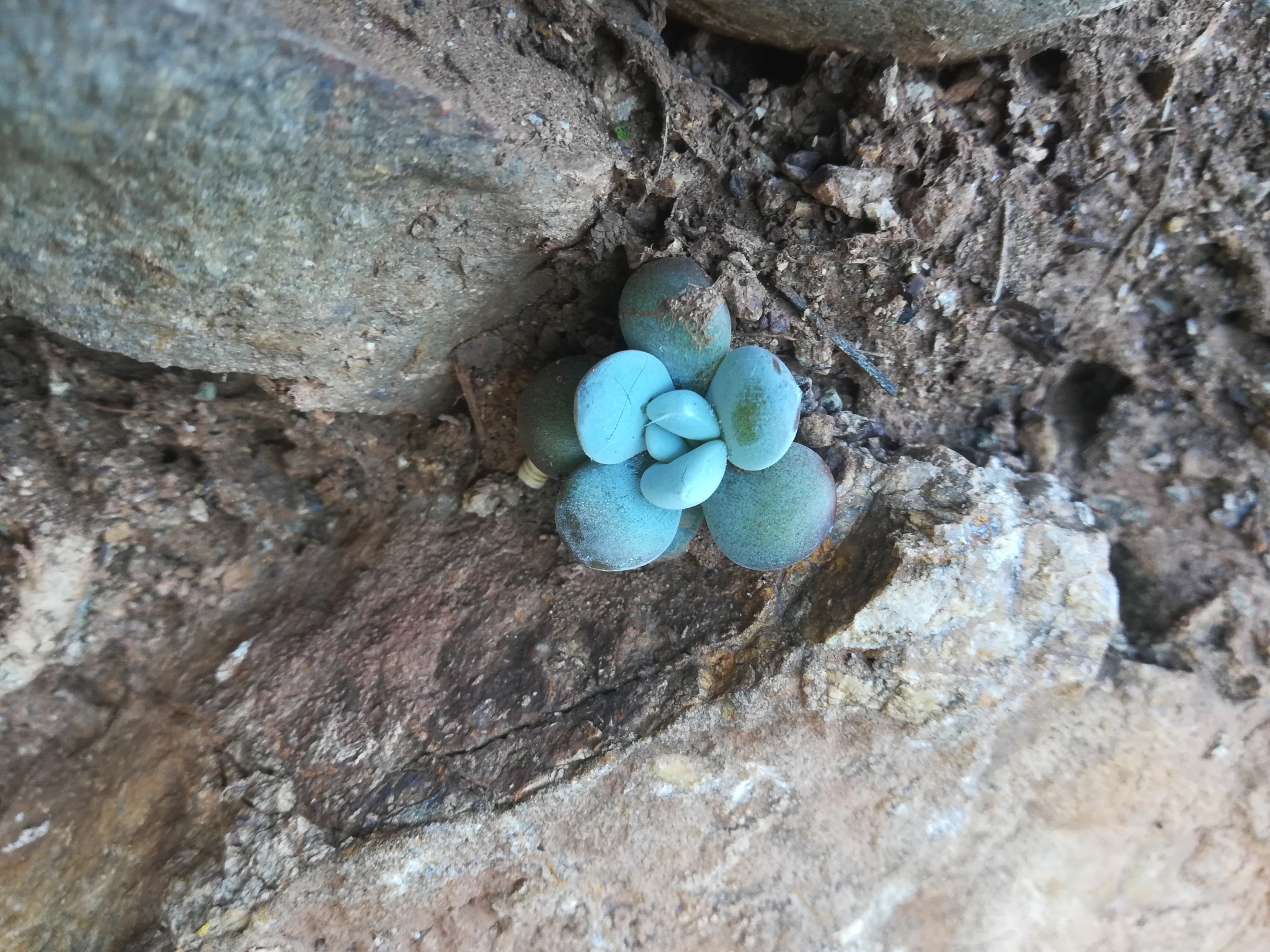 Imagem de Rosa-de-pedra