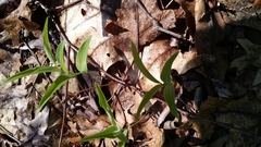 Liliales