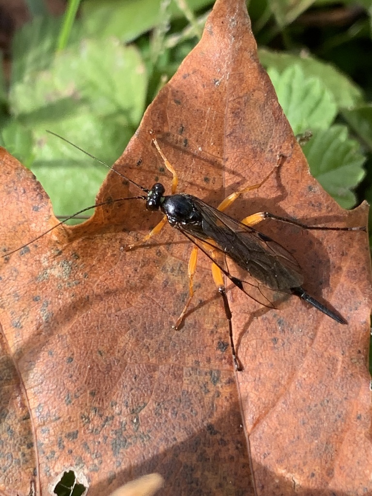 Pimpla pedalis