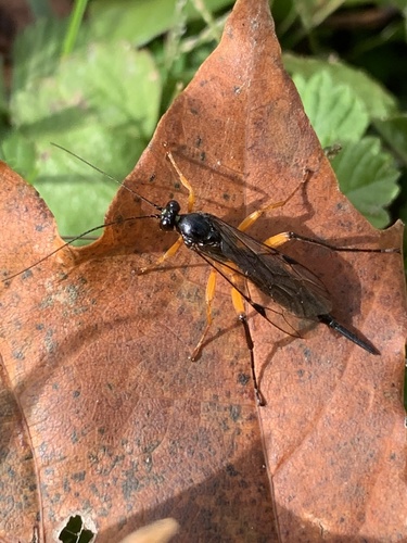 Pimpla pedalis