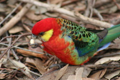 Platycercus icterotis