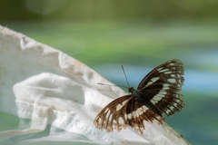 Limenitis sulpitia