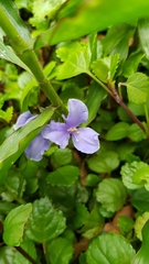 Coleotrype natalensis